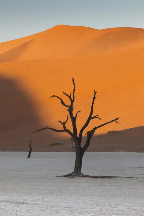 Framed Print : Dead silhouetted trees in Deadvlei, Sossusvlei, Namibia