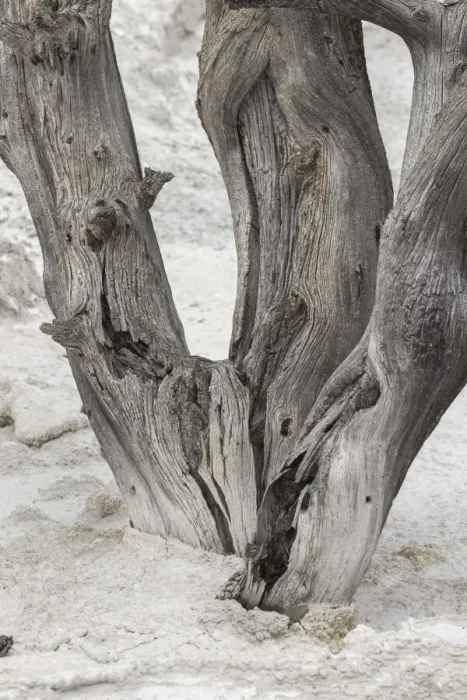 Framed Print : Dead tree, Canary Spring, Mammoth Hot Springs, Yellowstone National Park, Wyoming