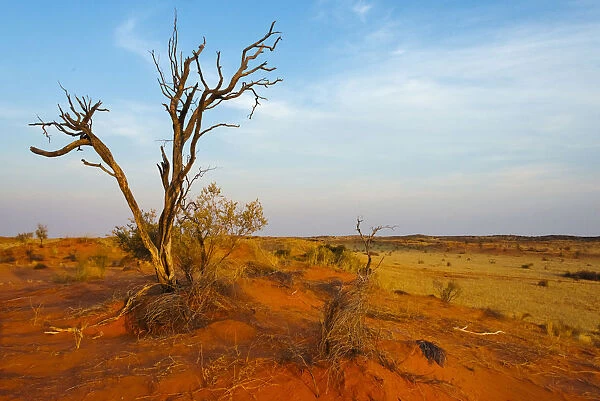 Dead tree on red sand desert, Kgalagadi Transfrontier Park, South Africa