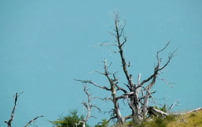 Framed Print : Dead tree against turquoise water, Rio Grey, Torres del Paine National Park, Patagonia Framed Print : Dead tree against turquoise water, Rio Grey, Torres del Paine National Park, Patagonia