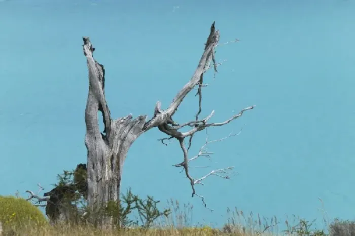 Framed Print : Dead tree against turquoise water, Rio Grey, Torres del Paine National Park, Patagonia Framed Print : Dead tree against turquoise water, Rio Grey, Torres del Paine National Park, Patagonia