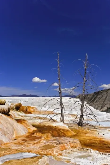 Framed Print : Two dead trees atop Canary Spring, Mammoth Hot Springs, Yellowstone National Park, Montana