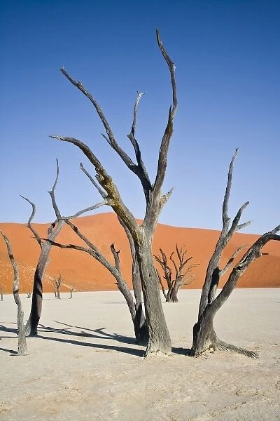 Dead trees at Deadvlei, Namib-Nauklift NP, Namibia