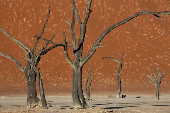 Framed Print : Dead trees in dry clay pan, Dead Vlei, Soussusvlei, Namibia, Africa Framed Print : Dead trees in dry clay pan, Dead Vlei, Soussusvlei, Namibia, Africa