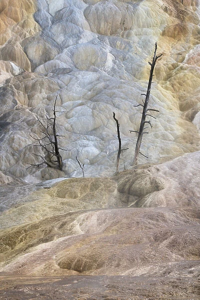 Dead trees entombed in travertine deposits, Mammoth Hot Springs, Yellowstone National Park