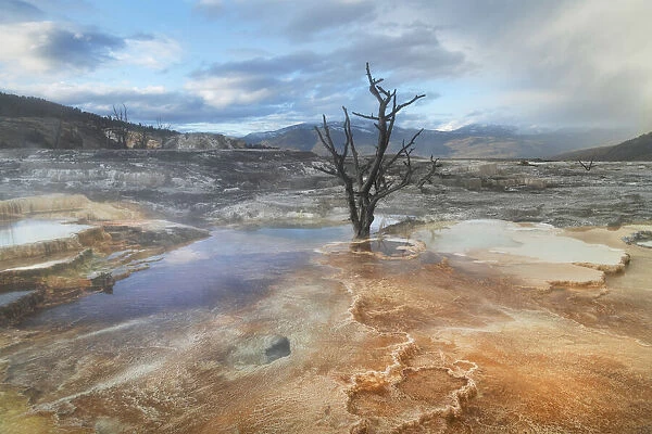 Dead trees entombed in travertine deposits colored by thermophilic bacteria. Upper Terraces of Mammoth Hot Springs, Yellowstone National Park