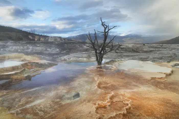 Framed Print : Dead trees entombed in travertine deposits colored by thermophilic bacteria. Upper Terraces of Mammoth Hot Springs, Yellowstone National Park Framed Print : Dead trees entombed in travertine deposits colored by thermophilic bacteria. Upper Terraces of Mammoth Hot Springs, Yellowstone National Park