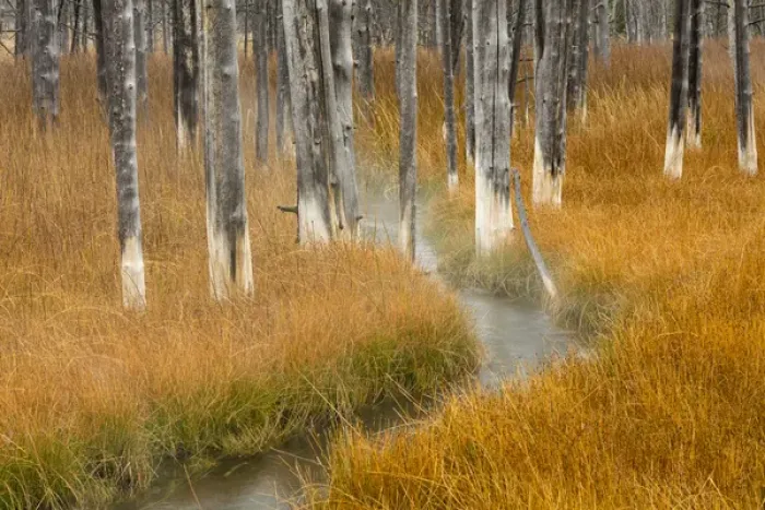 Framed Print : Dead trees killed from volcanic hot streams, Yellowstone National Park, Wyoming, USA