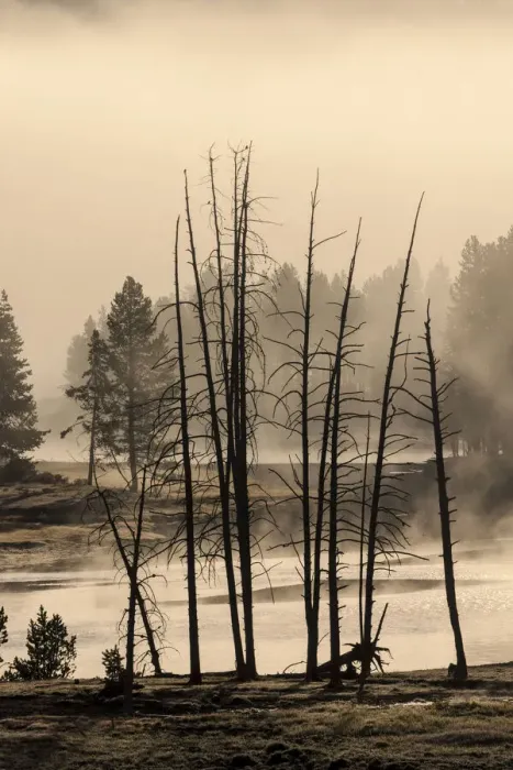 Framed Print : Dead trees near geothermal feature, Yellowstone National Park, Wyoming Framed Print : Dead trees near geothermal feature, Yellowstone National Park, Wyoming