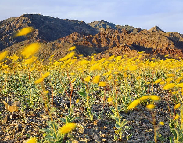 DEATH VALLEY NATIONAL PARK, CALIFORNIA. USA. Desert sunflowers (Geraea canscens)