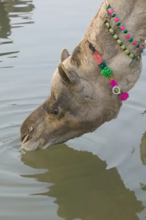 Framed Print : Decorated camel drinks water at Pushkar Camel Fair, Pushkar, Rajasthan, India