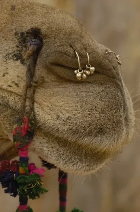 Framed Print : Decorated camel owned by Ashok Shivani Tak who is a keen collector of fine camel trappings