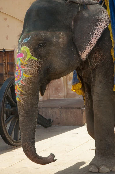 Decorated elephant, Amber Fort, Jaipur, Rajasthan, India