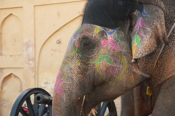 Decorated elephant at the Amber Fort, Jaipur, Rajasthan, India