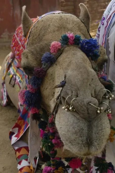 Framed Print : Decorated One-humped Arabian or Dromedary camel (Camelus dromedaries). Rajasthan. INDIA Framed Print : Decorated One-humped Arabian or Dromedary camel (Camelus dromedaries). Rajasthan. INDIA