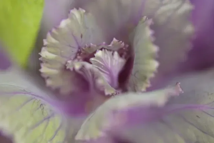 Framed Print : Decorative cabbage Framed Print : Decorative cabbage