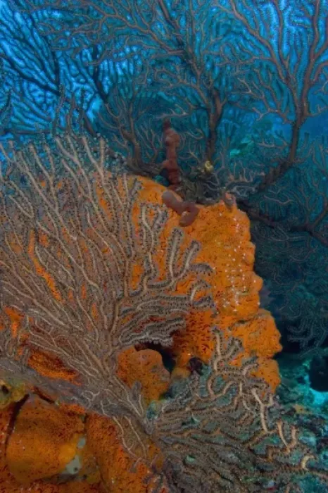 Framed Print : Deep Water Sea Fan (Iciligorgia schrammi) & encrusting Orange Sponge (Diplastrella sp
