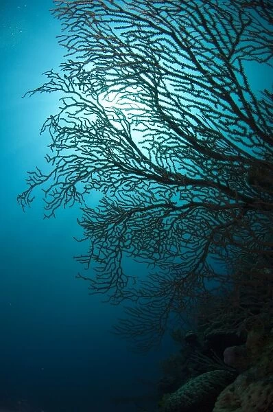 Deepwater Sea Fan (Iciligorgia schrammi) Coral Reef Island, Belize Barrier Reef