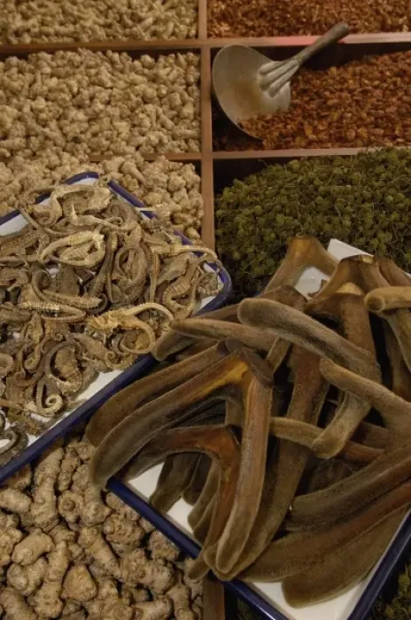 Framed Print : Deer antler at Kunming Traditional Medicine Market. Yunnan Province CHINA