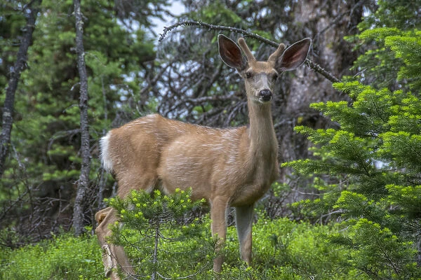 Deer in the Assiniboine Park, Canada