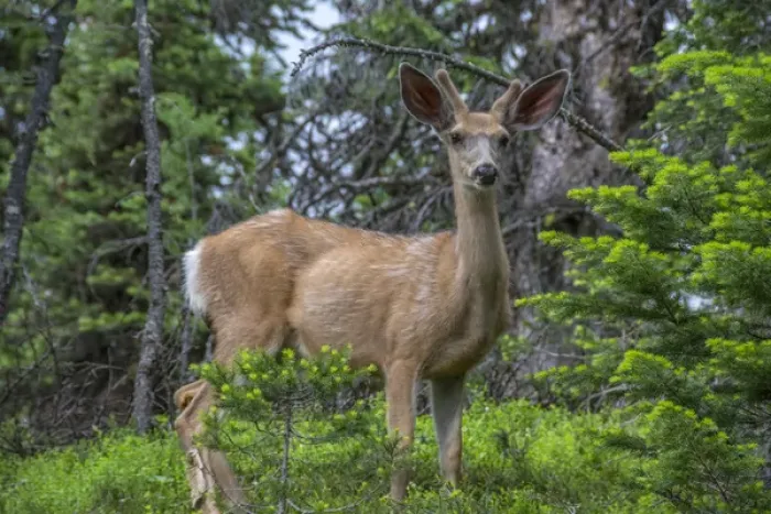 Framed Print : Deer in the Assiniboine Park, Canada