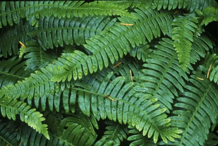 Framed Print : Deer Fern, Mt. Rainier NP, WA, USA Framed Print : Deer Fern, Mt. Rainier NP, WA, USA