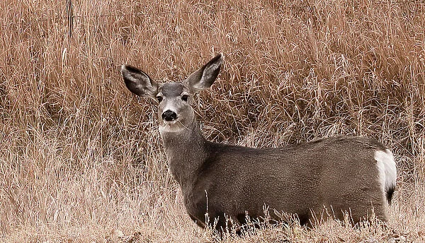 Deer looking at camera