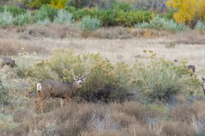 Framed Print : Deer outside of Moab, Utah
