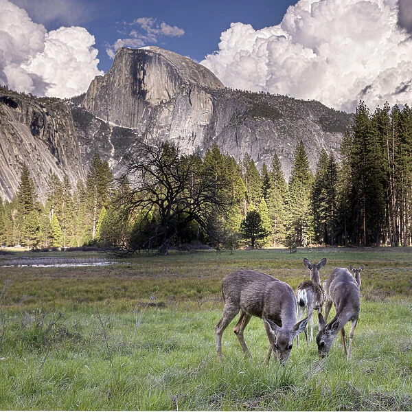 Deer in the Yosemite Valley. Half Dome in the background