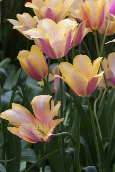 Framed Print : Delicate yellow and pink tulips