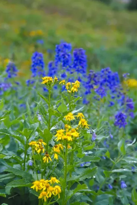 Framed Print : Delphinium and Asteraceae in wildflower field Framed Print : Delphinium and Asteraceae in wildflower field