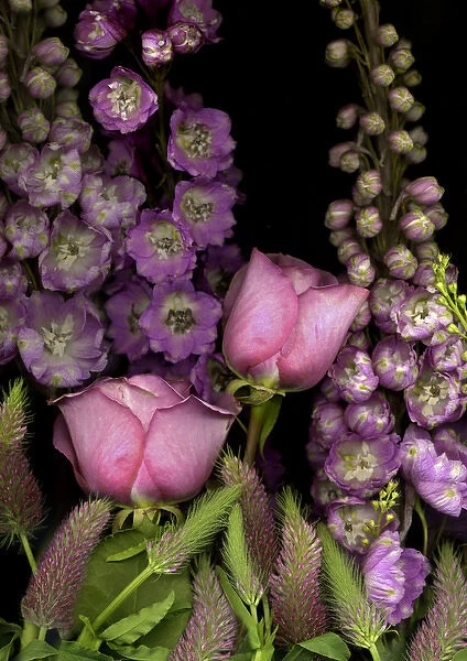 Delphinium and Roses on black background
