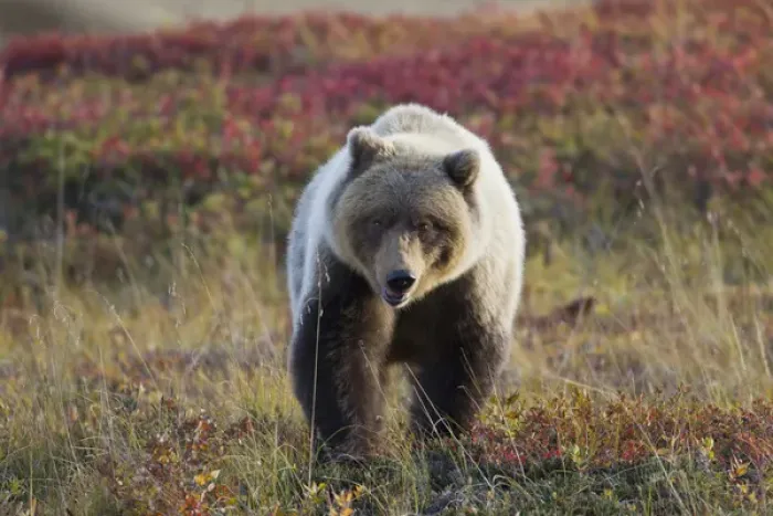 Framed Print : Denali National Park, Alaska, a male grizzly bear sits in brilliantly colored tundra Framed Print : Denali National Park, Alaska, a male grizzly bear sits in brilliantly colored tundra