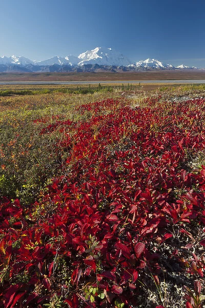 Denali National Park, Alaska, Mt. McKinley towers behind a camp on brilliantly colored