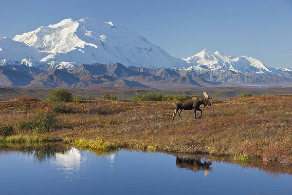 Denali National Park, Alaska, Mt. McKinley towers behind a bull moose reflected in