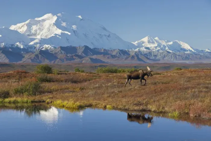 Framed Print : Denali National Park, Alaska, Mt. McKinley towers behind a bull moose reflected in Framed Print : Denali National Park, Alaska, Mt. McKinley towers behind a bull moose reflected in
