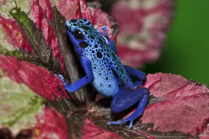 Framed Print : Dendrobates azureus or D. tinctorius recently, Surinam Framed Print : Dendrobates azureus or D. tinctorius recently, Surinam