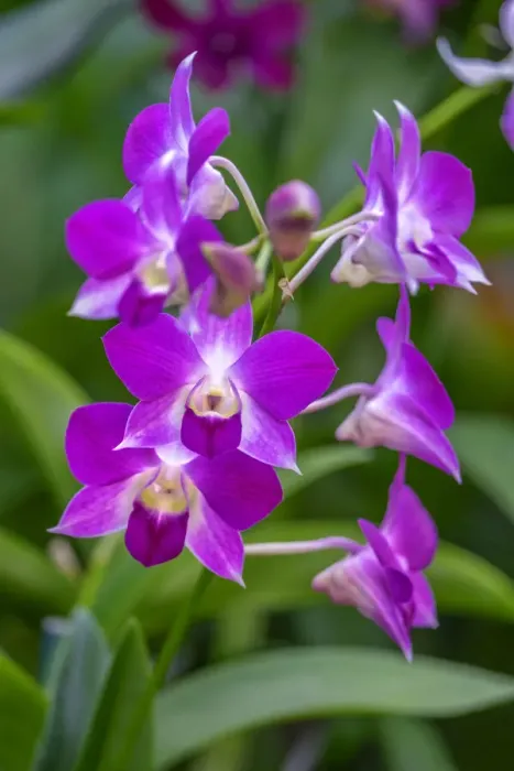 Framed Print : Dendrobium Orchid Framed Print : Dendrobium Orchid