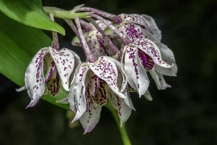 Framed Print : Dendrobium Roy Tokunaga orchid