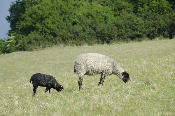 Denmark, Island of Bornholm. Hammershus Castle grounds, black-faced sheep in field