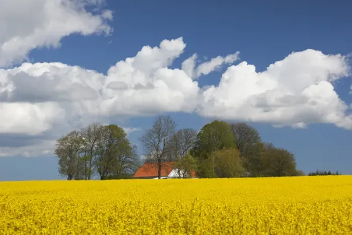 Framed Print : Denmark, Jutland, Odum, rapeseed field, springtime Framed Print : Denmark, Jutland, Odum, rapeseed field, springtime