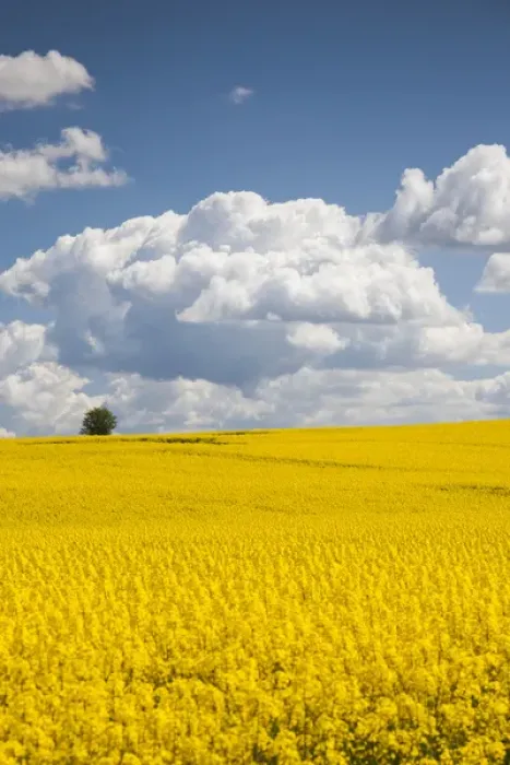 Framed Print : Denmark, Jutland, Odum, rapeseed field, springtime Framed Print : Denmark, Jutland, Odum, rapeseed field, springtime