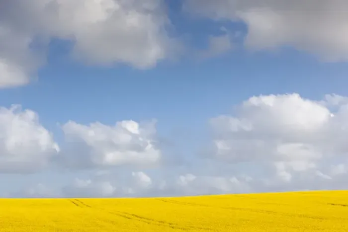 Framed Print : Denmark, Jutland, Tjele, rapeseed field, springtime