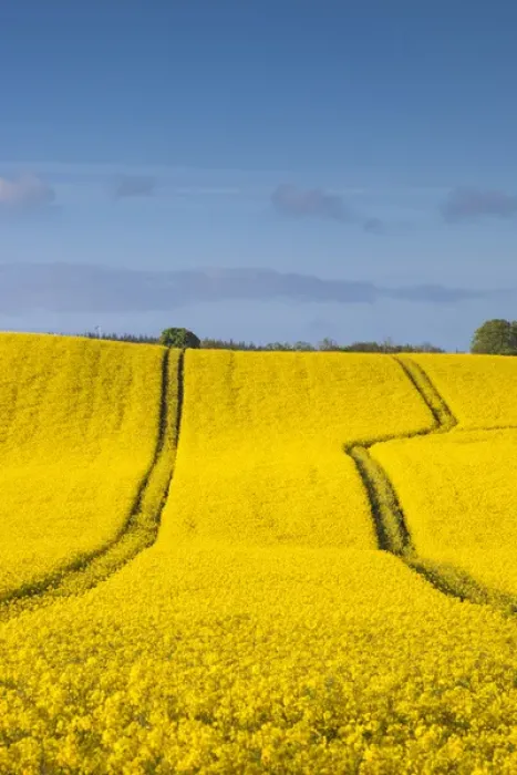 Framed Print : Denmark, Mon, Magleby, rapeseed field, springtime Framed Print : Denmark, Mon, Magleby, rapeseed field, springtime