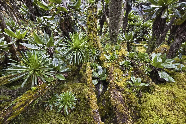 Dense forest with Senecias lobelia and moss in the Ruwenzori, Uganda