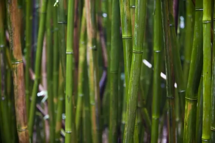 Framed Print : Dense growth of bamboo stalks in a bamboo forest - Haleakala National Park, Maui