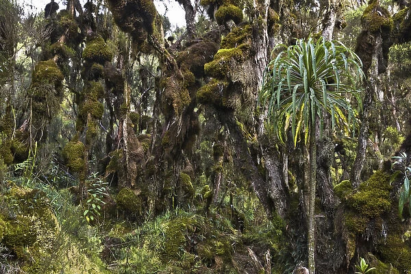 Dense Rain forest of Giant Heather trees with lichen and mosses and Giant lobelias
