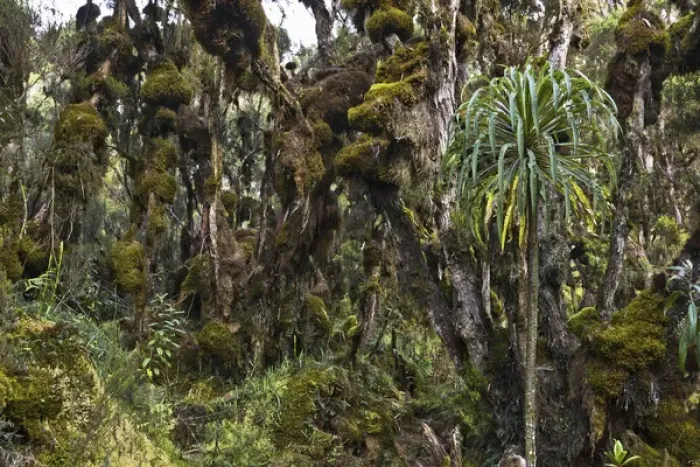 Framed Print : Dense Rain forest of Giant Heather trees with lichen and mosses and Giant lobelias