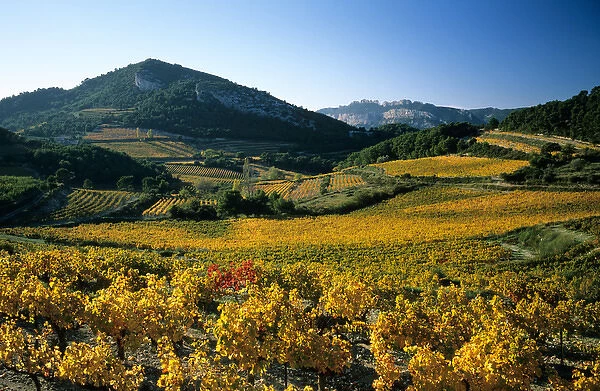 Dentelles de Montmirail; Cote-du-Rhone vineyards; Vaucluse; Provence; France
