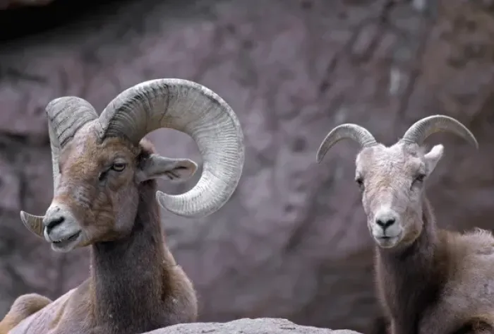 Framed Print : Desert bighorn sheep (Ovis canadensis nelsoni) ram (male) and ewe (female), southern Arizona